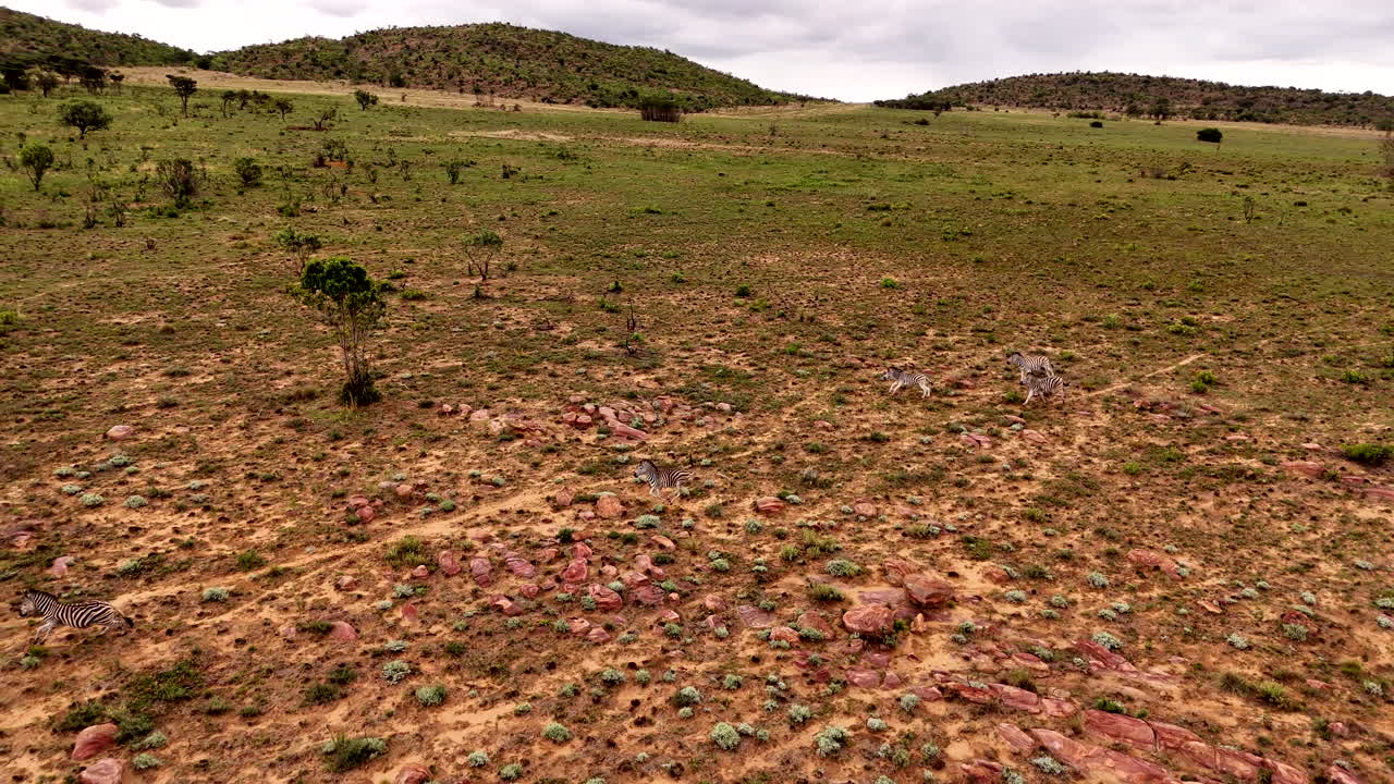 tomada de un avión no tripulado de la manada de cebras de burchell corriendo a través de la sabana abierta