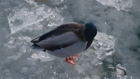 Ánade-Real-Macho-Parado-Sobre-Hielo-Y-Plumas-Acicaladas