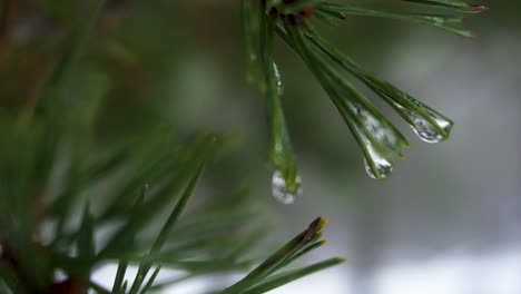 Eispflanze-Im-Winterschnee