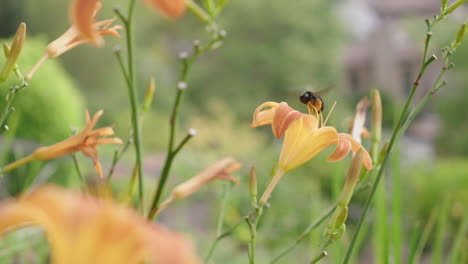 Close-up-of-large-bumble-bee-flying-around-beautiful-garden-collecting-nectar-pollinates-slow-motion