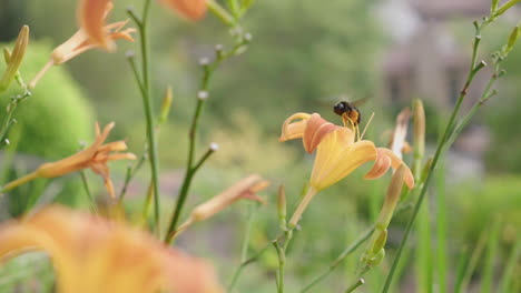 cerca de un gran abejorro volando alrededor de un hermoso jardín recogiendo néctar poliniza a cámara lenta