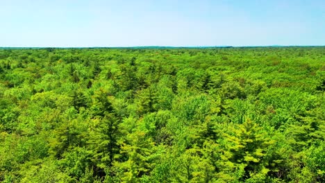 aerial view of a wild swamp forest in maine. drone flying over rivers, creeks, ponds, green trees, moss, and dense marsh grass. wetland jungle wilderness with thick vegetation during summer daylight.