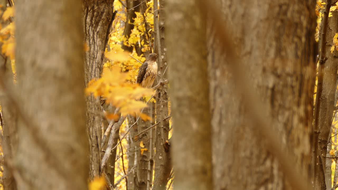 Un feroce Falco dalla coda rossa (Buteo jamaicensis) appollaiato su un ramo d'albero in attesa di una preda in una foresta di latifoglie durante la stagione della caduta delle foglie autunnali.