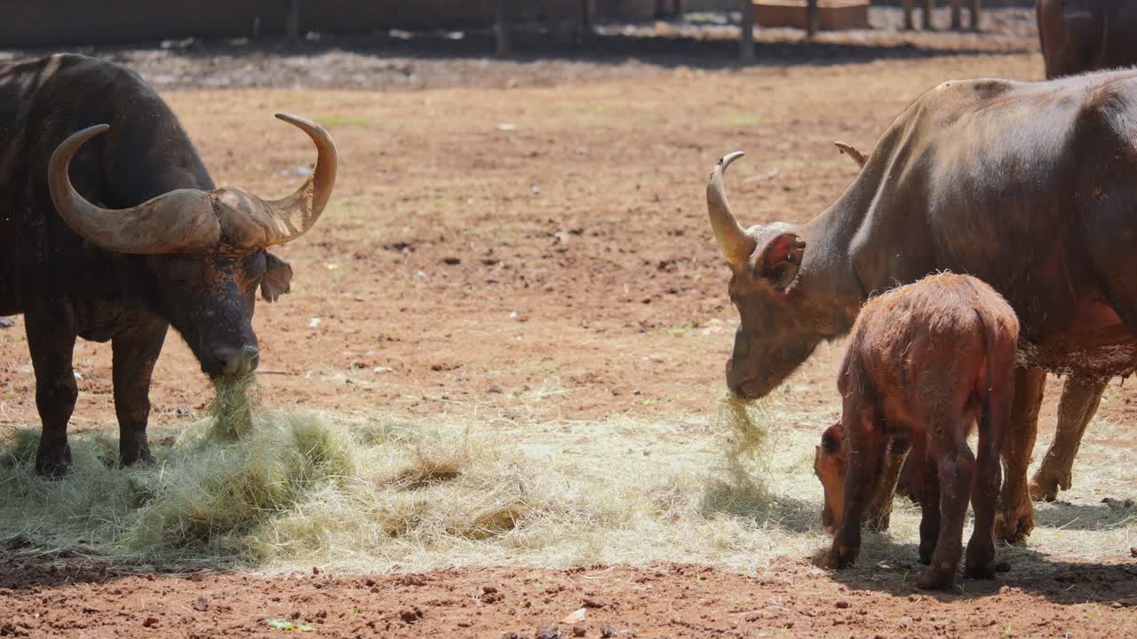 Buffalo mother and calf eating grass in South Africa on a sunny day
