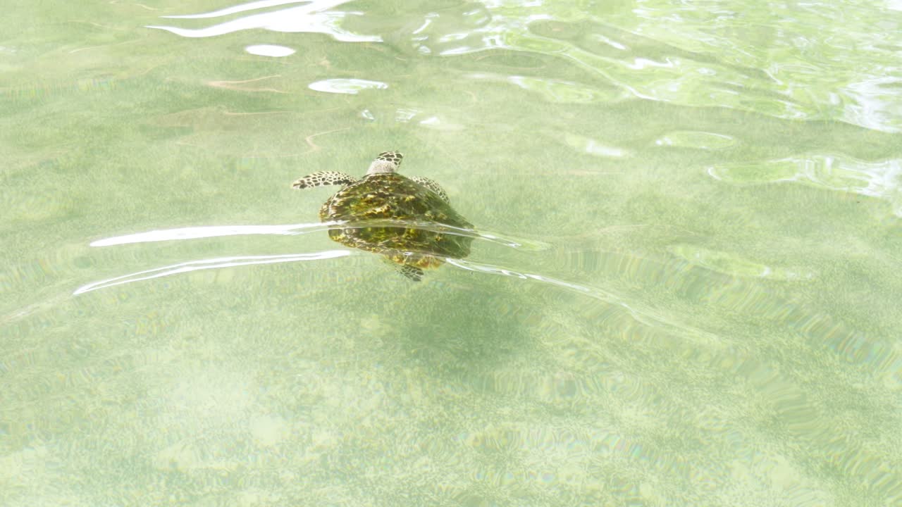 Swimming turtle clear waters ocean habitat wildlife underwater view marine life concept