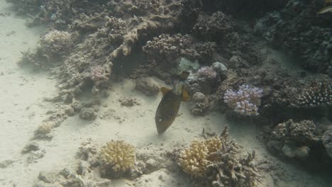 Trigger-fish-picking-in-the-ocean-bottom-sand-in-4k