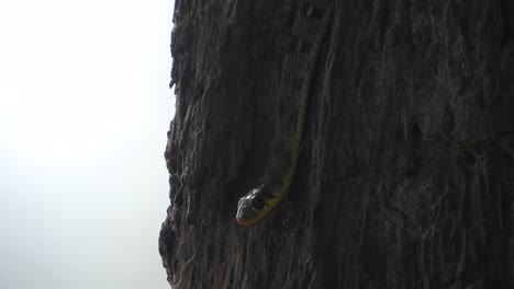 la serpiente relajando la respiración - los ojos