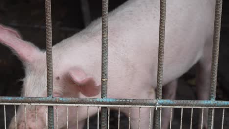 baby pig locked behind bars