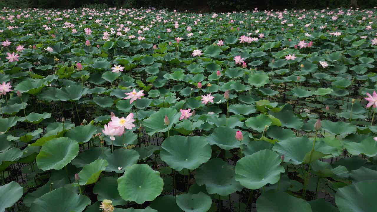 Aerial pull back shot of beautiful Lotus field on an overcast day.