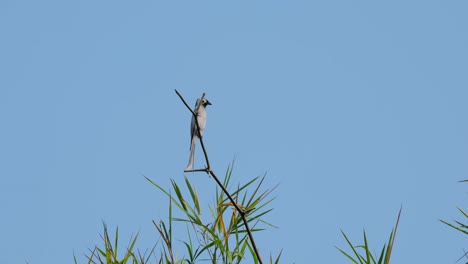 facing to the right as it looks around then flies away to the right, ashy drongo dicrurus leucophaeus