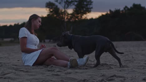 mujer joven haciendo que su staffordshire terrier americano se siente con ella en hermosas dunas de arena