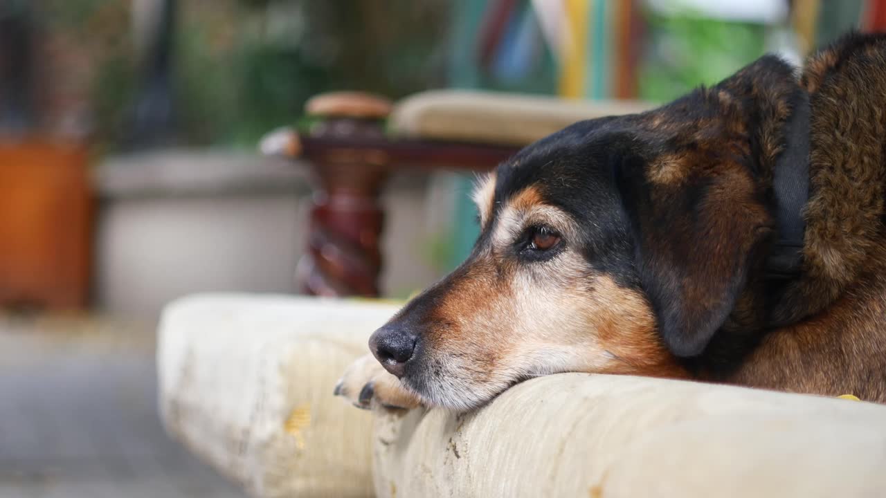 Dog Resting Head on Ledge