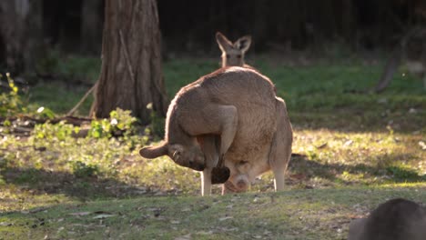 Large-male-Eastern-Grey-kangaroo-cleaning,-Coombabah-Lake-Conservation-Park,-Gold-Coast,-Queensland