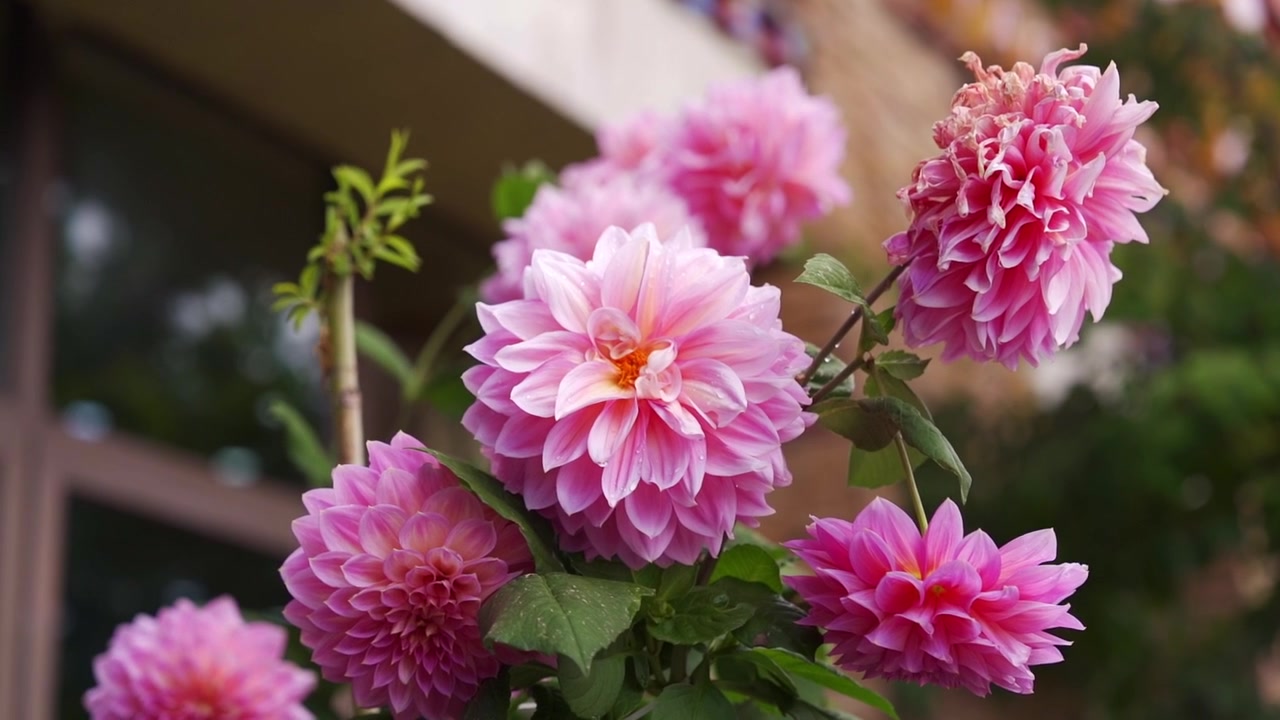 Un primo piano dettagliato che si concentra su un grande grappolo di dalie rosa tenue in fiore che ondeggiano dolcemente nella brezza, con uno sfondo sfocato.
