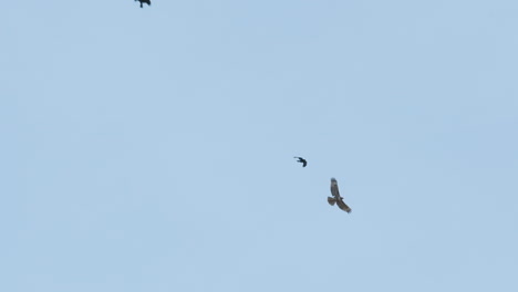 Wide-shot-of-a-crow-trying-to-grab-a-hawk-with-its-talons-in-slow-motion