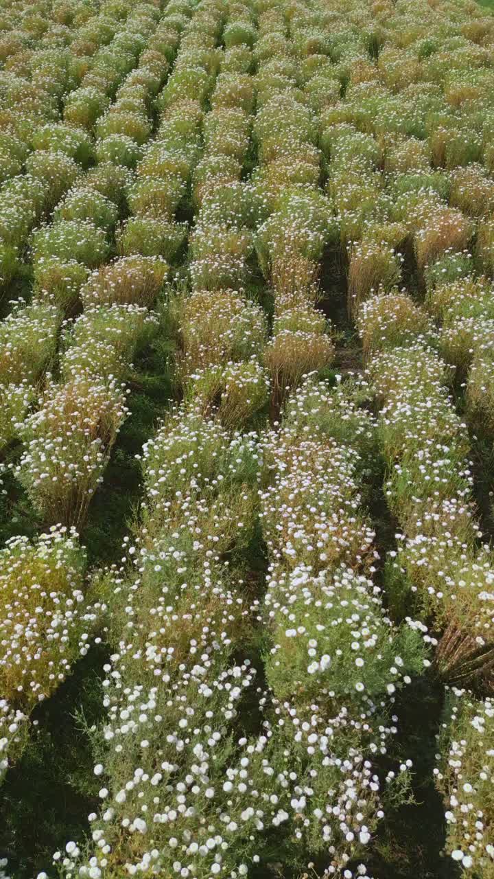 Dron volando hacia adelante sobre densas hileras de plantas de cilantro en flor, formando campos agrícolas con patrones en tierras de cultivo rurales de la India. Caléndula blanca.