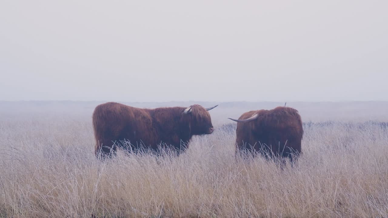el ganado de las tierras altas en el campo de niebla