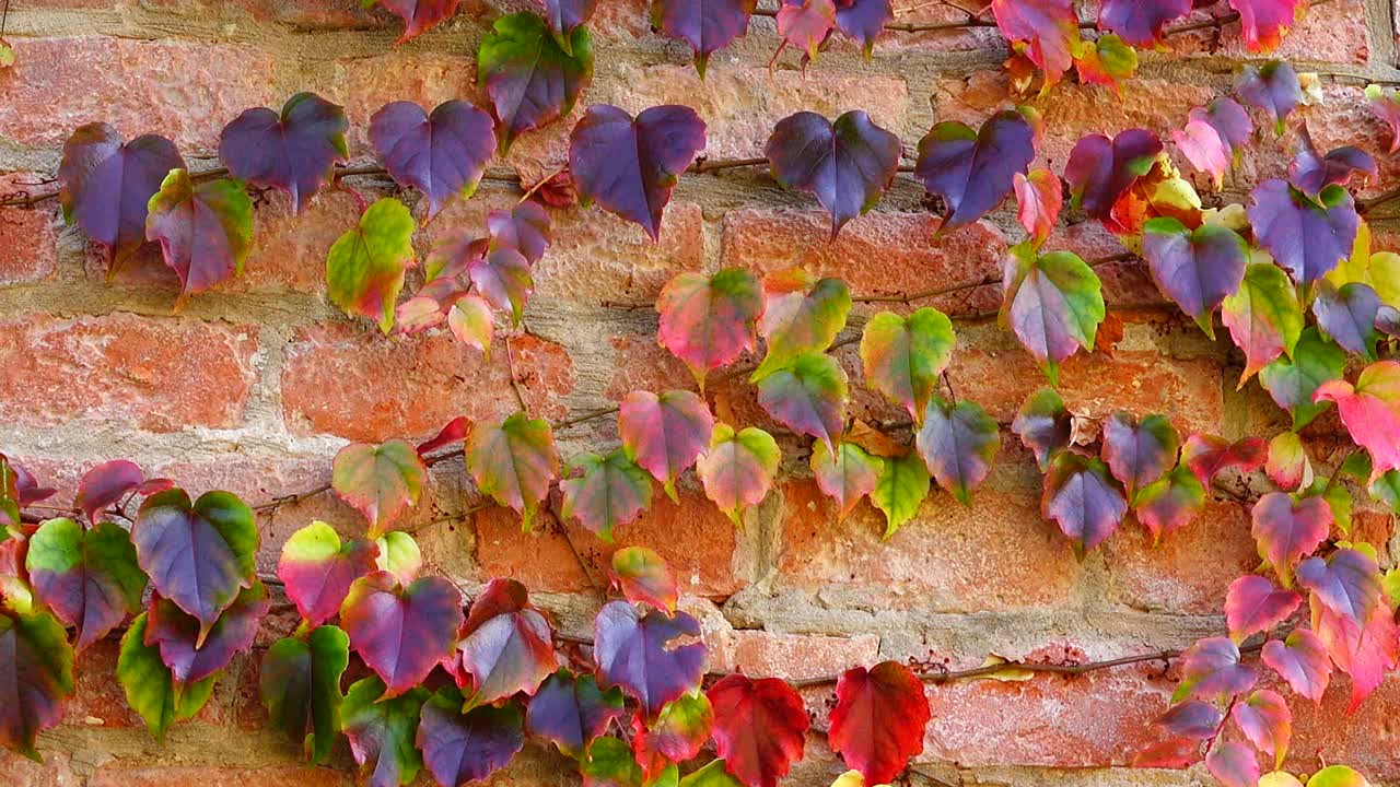 Edera sul muro di mattoni della casa. Riprese in autunno