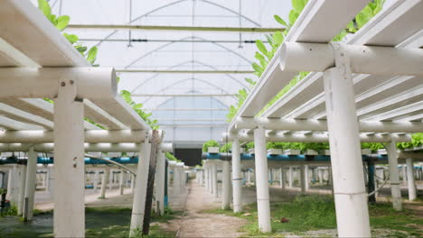 hydroponic farm, lettuce growth