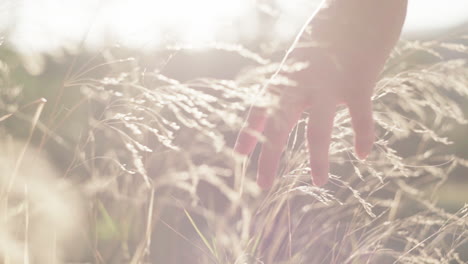 crop tender woman touching grass in field