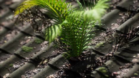 moss and fern on old roof