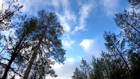 low angle view in forest