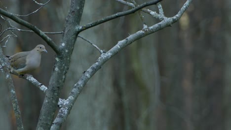dove bird sits perched upon a tree branch in a forest as another bird zooms by