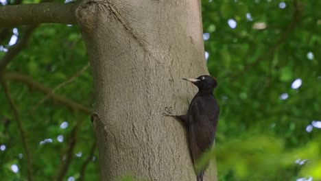 pájaro carpintero negro posado en el tronco de un árbol aok y despegue en el bosque texel países bajos