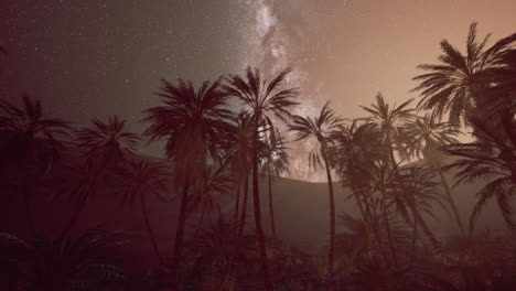 night shot with palm trees and milky way in background