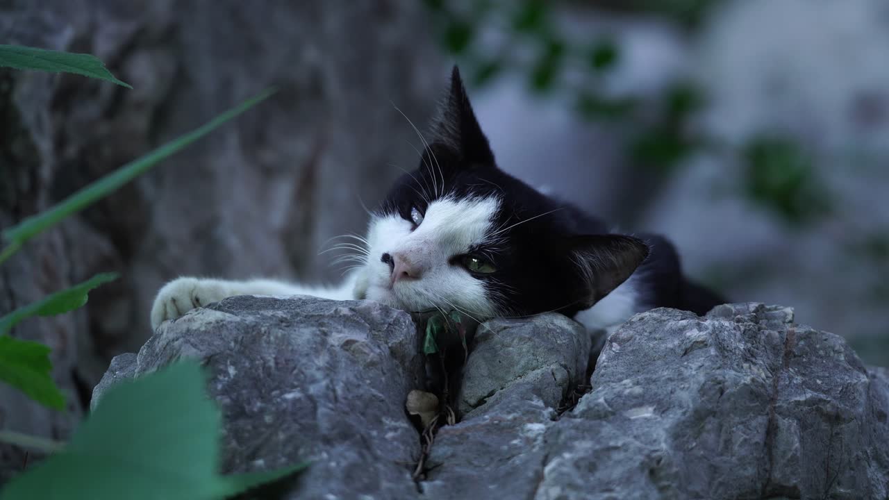 岩の上でくつろぐ白黒のタキシード猫。