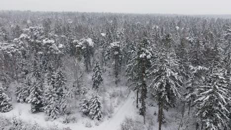 Aerial-view-of-a-snowy-forest-in-northern-germany