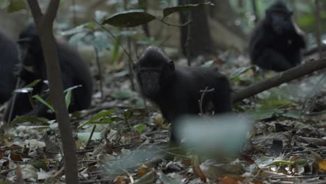 ein baby-affe, der im wald, im dschungel herumläuft