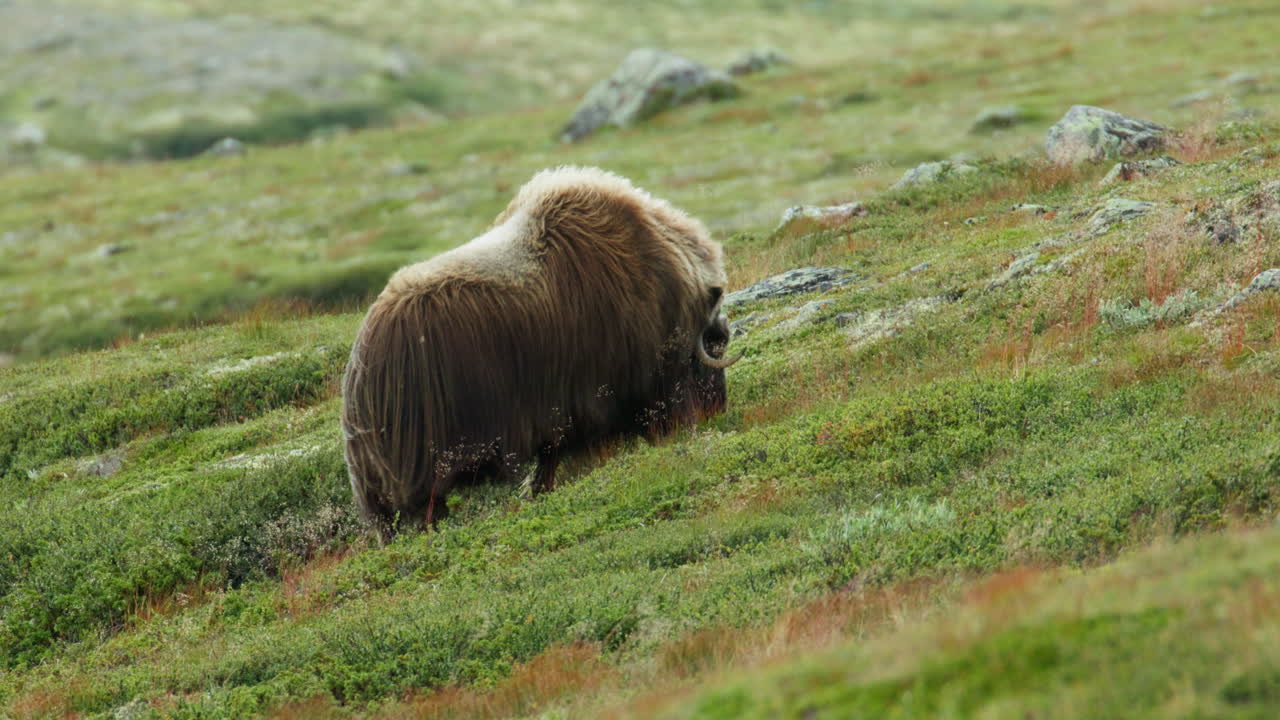 Musk Ox Ovibos moschatus Alone in Rugged Dovrefjell Mountains of Norway