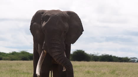 Afrikanischer-Elefant,-Großer-Bulle,-Der-Mit-Dem-Rüssel-über-Dem-Stoßzahn-Ruht,-Amboseli-N