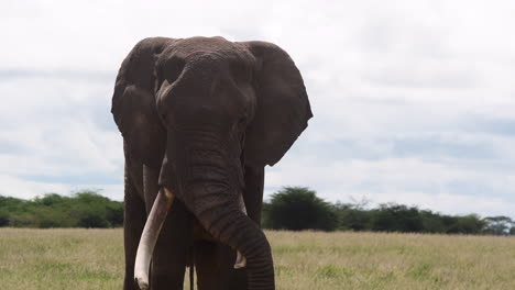 African-Elephant-big-bull-resting-with-trunk-over-tusk,-Amboseli-N