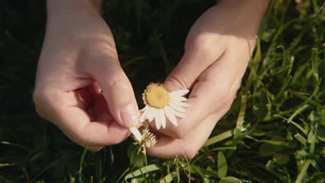 woman picking a daisy