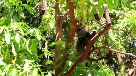 blue monkey with long tail looking at fruit that has fallen from tree