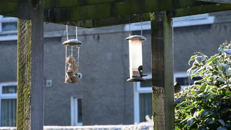 close-up of a bird feeder on a cold day