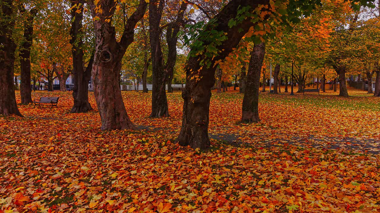 Park path lined with tall trees and benches covered in golden autumn ...