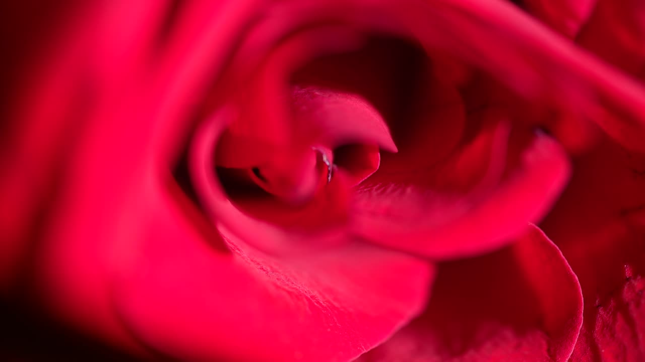 Macro Shot Of Colourful Petals From A Red Rose Being Hidden By A Shadow.