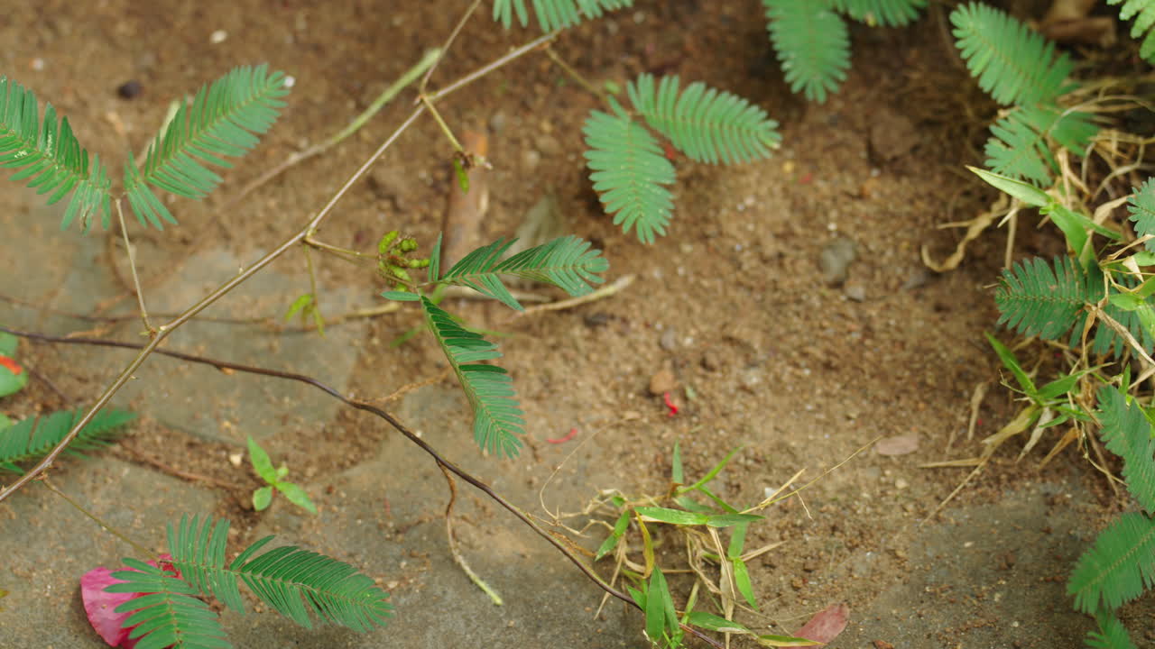Nærbillede af en hånd, der rører ved Mimosa pudica-blade, hvilket får den følsomme plante til øjeblikkeligt at folde sig sammen.
