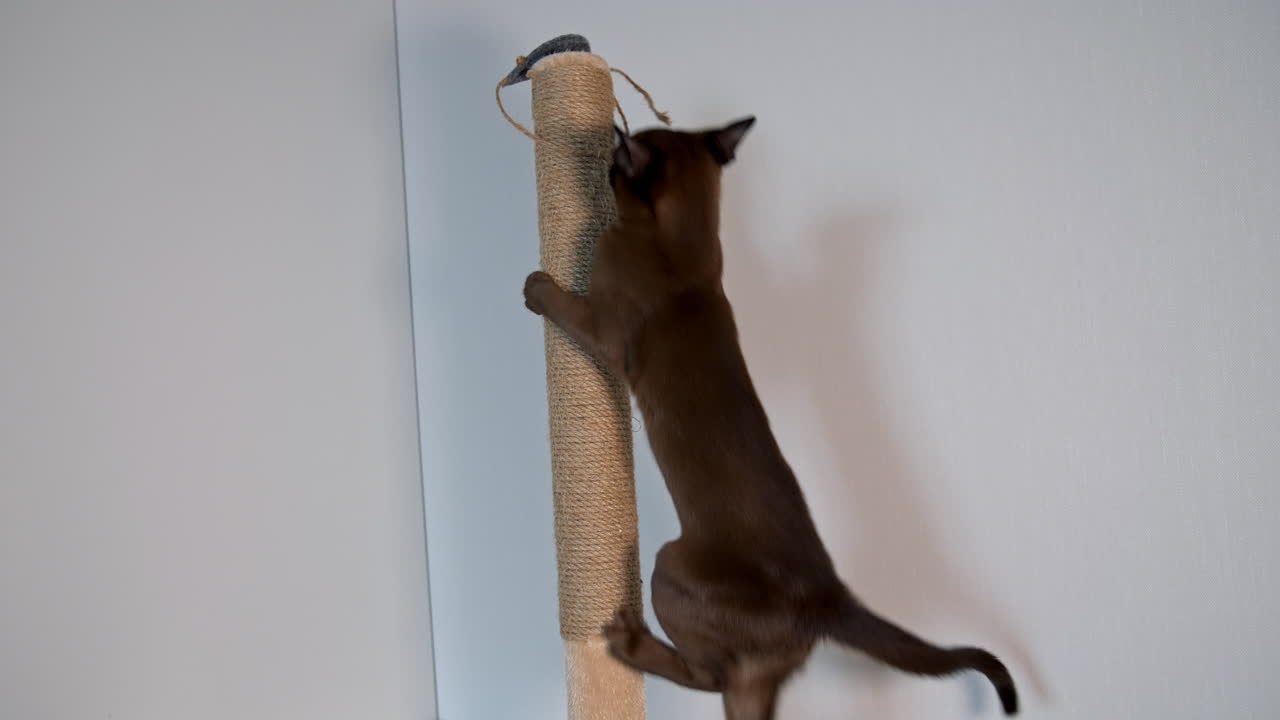 Pedigree cat climbing indoors. Burmese cat playing with rope. Adorable purebred kitten plays at home. Funny pet.