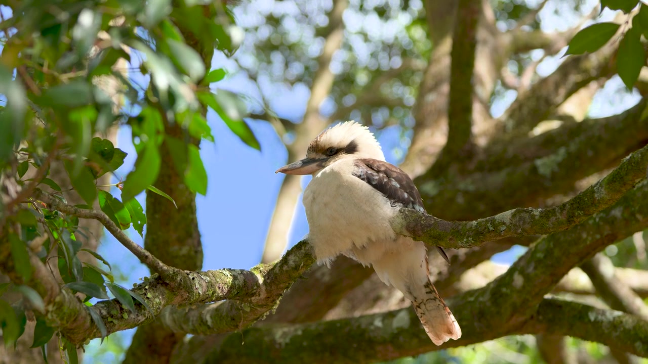 Kookaburra posato su un ramo d'albero a Mt. Tamborine, Queensland, Australia
