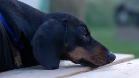 Close-up-static-shot-of-cute-sleepy-miniature-dachshund-resting