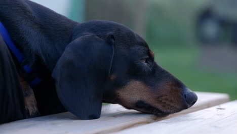 close up static shot of cute sleepy miniature dachshund resting