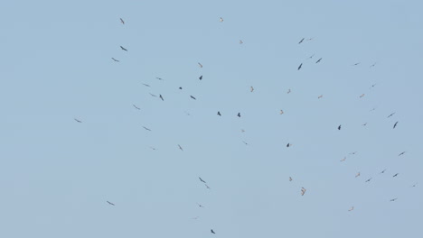 Flock-of-griffon-vultures-(Gyps-fulvus)-flying-around-in-a-thermal-column-France