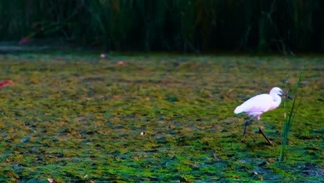 Garceta-Bueyera-Blanca-Bangladesh-Pájaro-Del-Sudeste-Asiático-Pisando-Suelo-Fangoso-De-Algas-Verdes