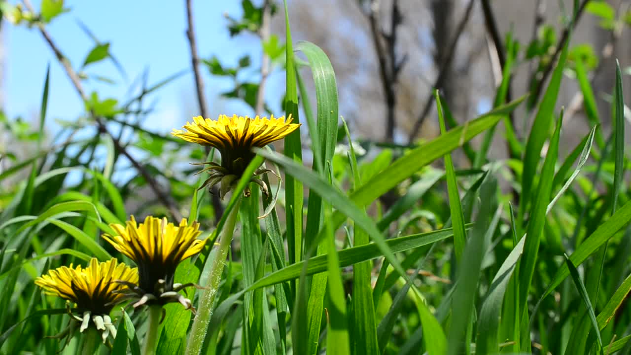 Denti di leone tra l'erba. Riprese in primavera.
