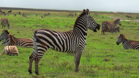 zebra standing in a heard