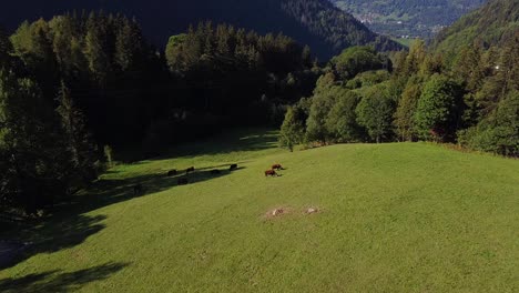 Volando-Hacia-Las-Vacas-En-El-Campo-Alpino-E-Inclinándose-Hacia-Una-Cordillera